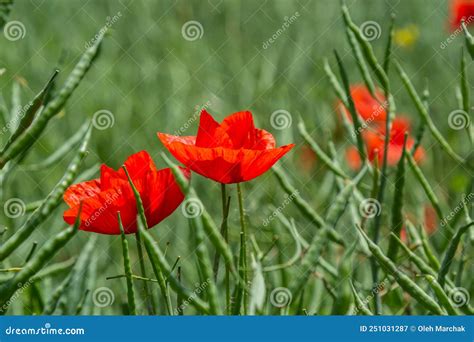 Papaver Rhoeas Nomes Comuns Incluem Milho Papoila Milho Rosa Papoila