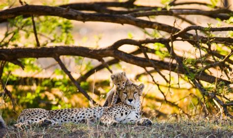 Fototapet Mother Cheetah And Her Cub In The Savannah Kenya Tanzania