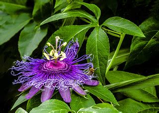 Passion Flower With Honey Bee Img Purple Passionflowe Flickr