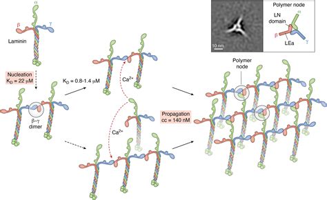 Polymerizing laminins in development, health, and disease - Journal of ... 