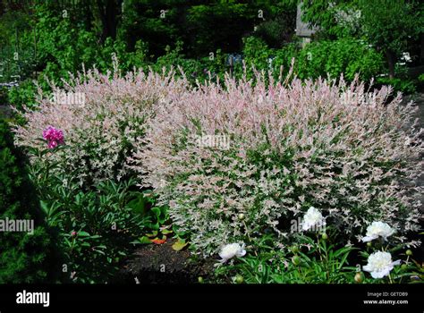 Dappled Willow Hakuro Nishiki Salix Integra Stock Photo Alamy