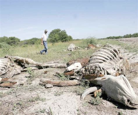 Enfrentan pérdidas ganaderos por sequía y muerte de las reses La Tarde