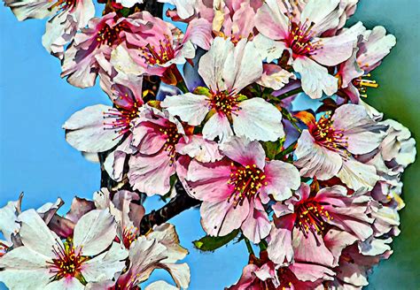 pink pear blossom background  stock photo public domain pictures