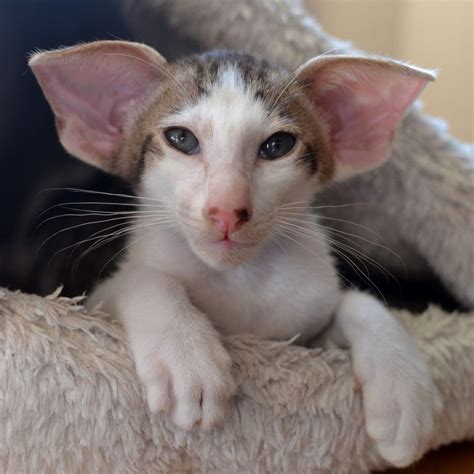 Pin On Oriental Shorthair