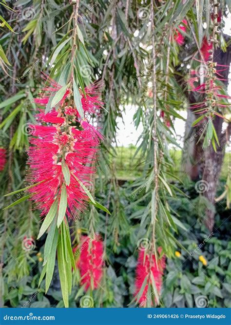 Melaleuca Viminalis Commonly Known As Weeping Bottlebrush Or Creek