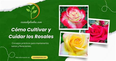 Cómo Cultivar Y Cuidar Los Rosales