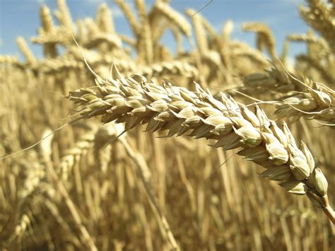 German Researchers Create More Reliable Method for Measuring Gluten In