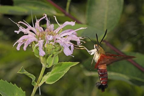 Observations From Meadowood September 2022 Audubon Society Of