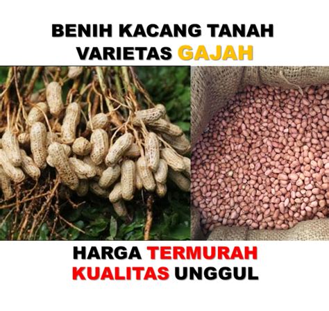 Benih Kacang Tanah Unggul Varietas Gajah Lazada Indonesia