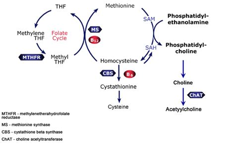 Homocystinuria — Medlibes: Online Medical Library