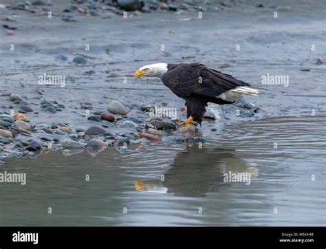 Bald Eagle Haliaeetus Leucocephalus On The Nooksack River During