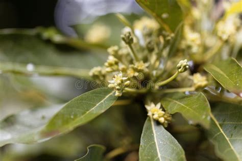 Flowers of an avocado tree stock image. Image of agriculture - 163682787