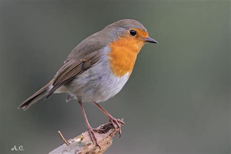 Pettirosso Prima Immagine Foto Immagini Animali Uccelli Allo