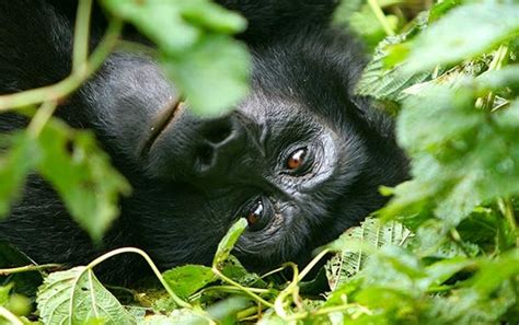 Gorilla Trekking For Couples On Honeymoon In Uganda Pamoja Tours And