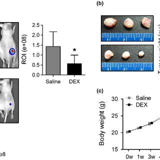 Effect Of DEX On Tumor Growth In Nude Mice A The Tumor Volumes