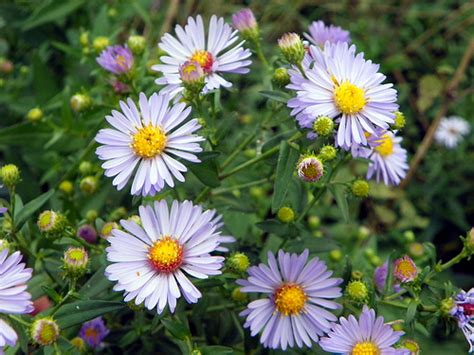 Aster | Fresh flowers catalog | Flora Export S.G. Israel LTD