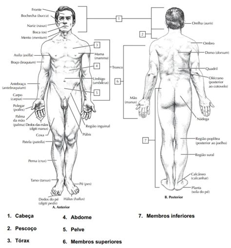 Terminologia Do Corpo Humano Nerdprofessor