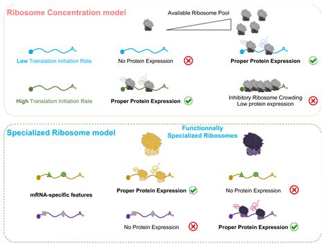 Cells Free Full Text Ribosome And Translational Control In Stem Cells