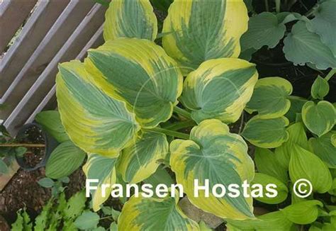 Hosta The King Fransen Hostas