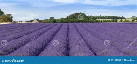 Lavender Cultivation Farming And Harvesting Stock Image Image Of