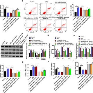 Circ Alleviated Lps Induced Hk Cell Injury A Hk Cells Were