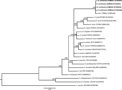 Bayesian Phylogeny Of 24 Haemoproteus Spp Cytochrome B Cyt B Gene