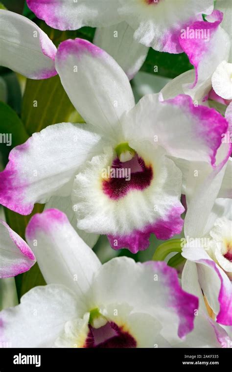 Dendrobium (Dendrobium 'Love Memory Fizz' Stock Photo - Alamy