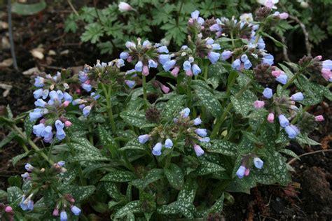 Pulmonaria Roy Davidson Ballyrobert Gardens