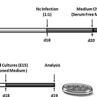 Timelines of experimental procedures to glial cell primary cultures (A ... 