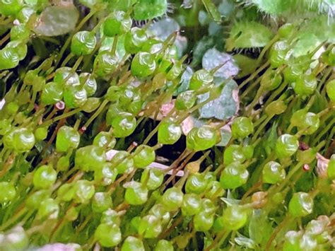 Common Bladder Moss Bryophyta Mosses Of Vancouver Island Inaturalist