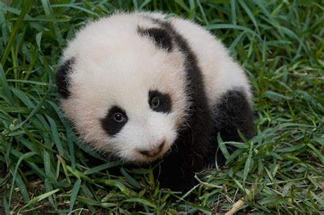 sind das die sussesten tierbabys der welt unsere top  im ranking