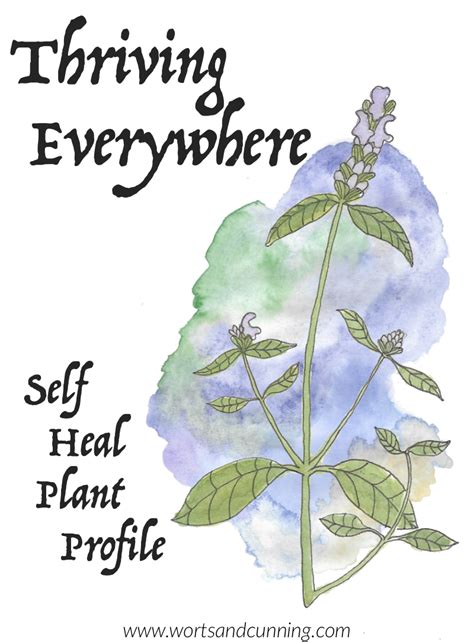 Thriving Everywhere Self Heal Plant Profile Worts Cunning