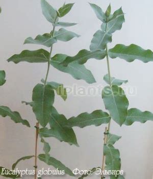 Эвкалипт Eucalyptus - уход за эвкалиптом. Эвкалипт лимонный из семян