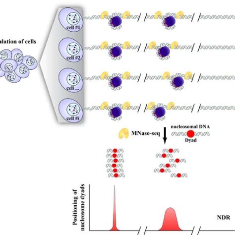 Nucleosome Sliding By Swi Snf Top Panel And Iswi Bottom Panel