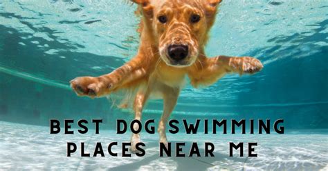 Best dog swimming places near me? Exploring Dog-Friendly Swim Spots in ...