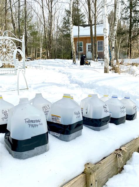 How To Cut Milk Jugs For Winter Sowing Step By Step Guide