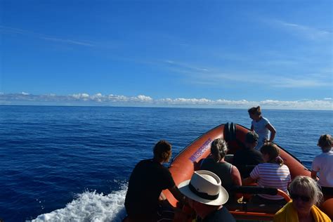 Whale and Dolphin Watching - Oceaneye Azores