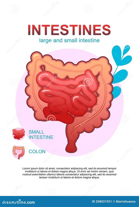 Organs Of The Gastrointestinal Tract Esophagus Stomach Duodenum