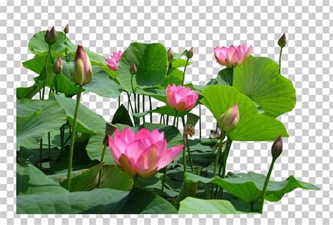 Aquatic Plants Flower Egyptian Lotus Proteales Nelumbo Nucifera PNG