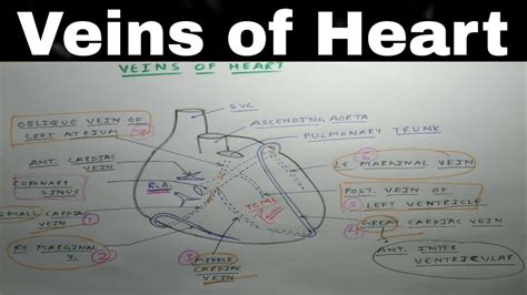 Heart Venous Drainage Part 2 Coronary Sinus And Cardiac Veins