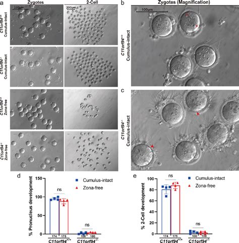 In Vitro Fertilization With Cumulus Intact And Zp Free Oocytes A