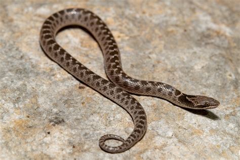 Chihuahuan Nightsnake In September By Court Harding Inaturalist