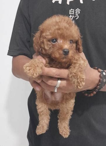 Jual Anjing Poodle Murah Ada Anakan Mini Toy Poodle