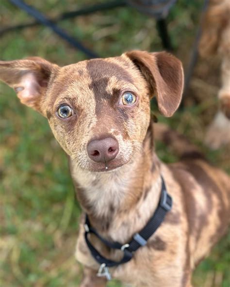 Pups and Pals Rescue | Edit: Adopted! Goblin is a male chihuahua mix, maybe with a doxie or rat