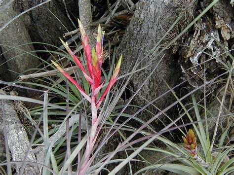 Bromeliad Flower | Pics4Learning