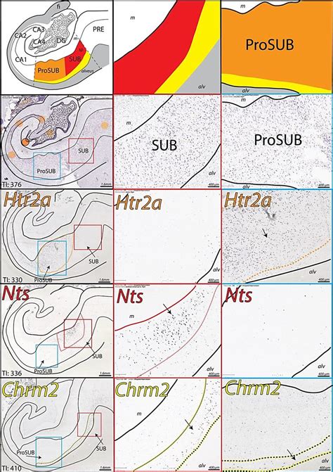 Complementary Gene Expression Patterns In The Posterior Subiculum Download Scientific Diagram