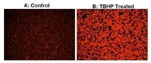 Cell Meter Fluorimetric Intracellular Total ROS Activity Assay Kit