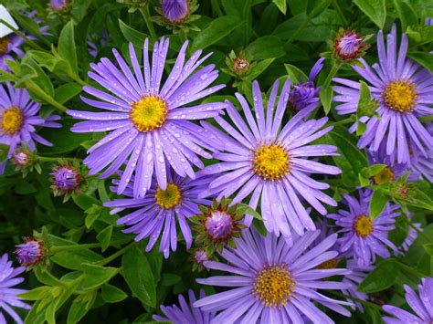 Aster Pflanze Des Monats September Seezon DE