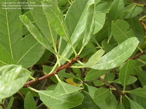 Plantfiles Pictures Western Sand Cherry Sandcherry Bessey Cherry