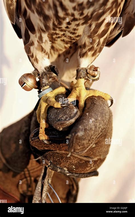 Falcon Trainer With Glove Holding Falcon Close Up Of Talons Stock